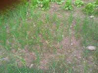 GardenPics