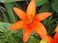 VariousYardFlowerPics